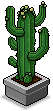 Mature cactus.gif