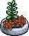 File:Orange Succulent Plant.png