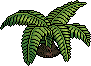 Cycad Plant.png
