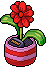 File:Scarlet Daisy.png