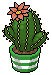 File:Scarlet Crown Cactus.png