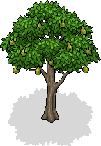 File:Pear Tree.png