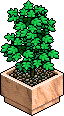 Small shop plant.gif