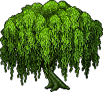 Wondrous Weeping Willow